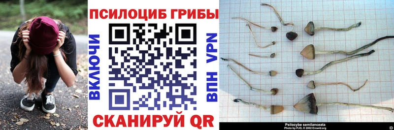 Галлюциногенные грибы Psilocybe Сальск